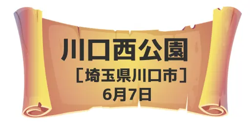 川口西公園（埼玉県川口市）6月7日
